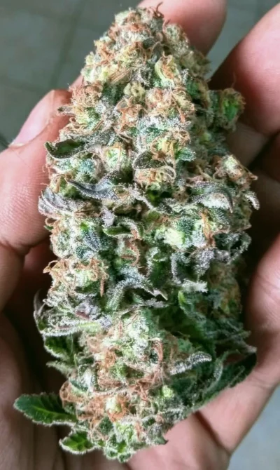 _______________________ - #medycznamarihuana 
Wdychać czy nie wdychać oto jest pytani...