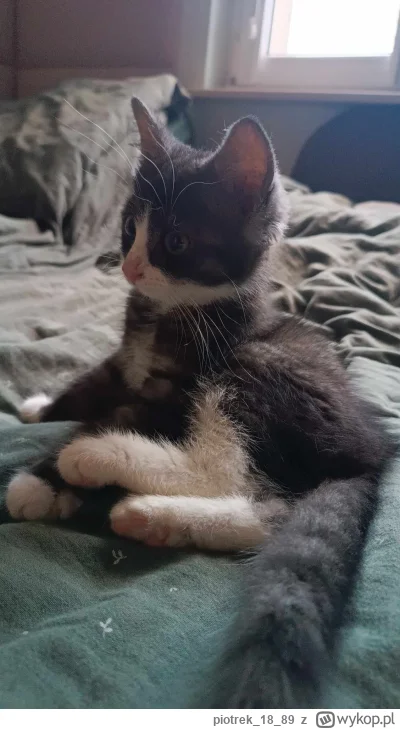 piotrek1889 - #pokazkota Mirabelk i Mireczki :D pijcie ze mną kompot - to mój pierwsz...