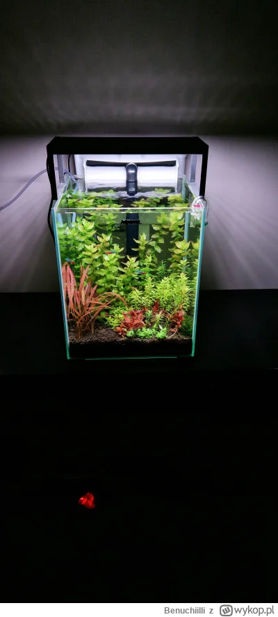Benuchiilli - #akwarystyka #akwarium 
Mini Busz