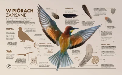 Lifelike - #graphsandmaps #biologia #ornitologia #ptaki #infografika