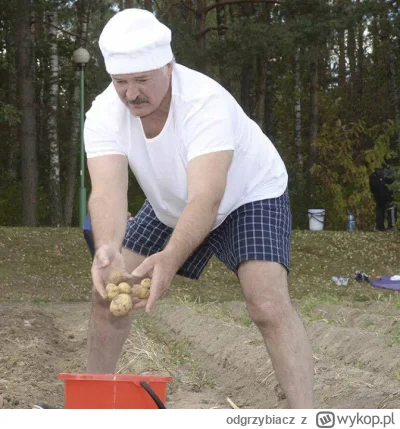 odgrzybiacz - Baćka to jest dopiero #przegryw 
#lukaszenka #bialorus #kolchoz #polity...