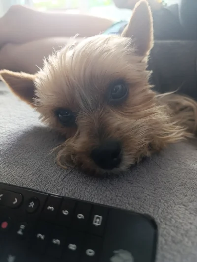 rafal-heros - @mxala: