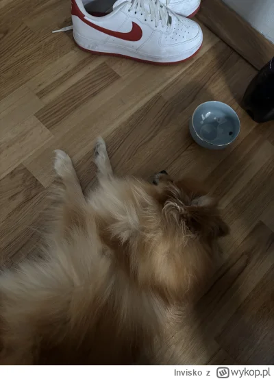 Invisko - #przegryw #pokazpsa mój Puchatek zasnął przy mojej nodze (｡◕‿‿◕｡)