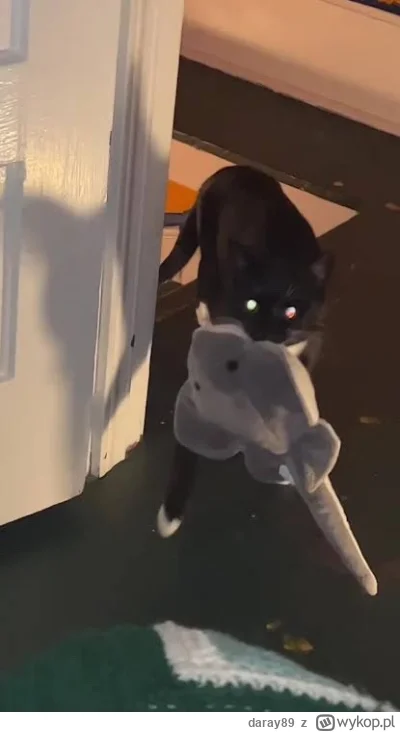 daray89 - #codziennykotopetany #dziwnekotki