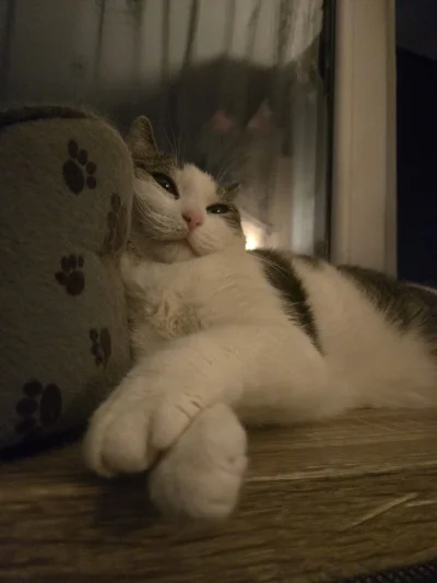 Solsith - #pokazkota #spaslak robali nie ma ale też jest fajnie( ͡° ͜ʖ ͡°)