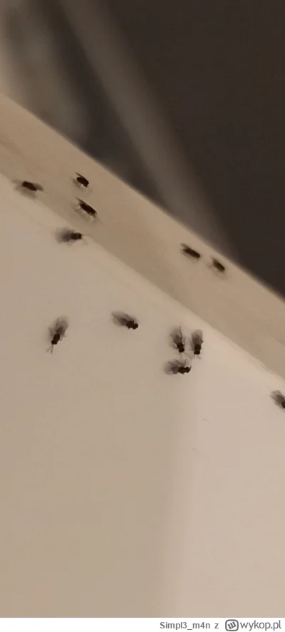 Simpl3_m4n - Co to za g---o? Dzisiaj w kuchni namnozylo się tego gówna w szafce pod z...