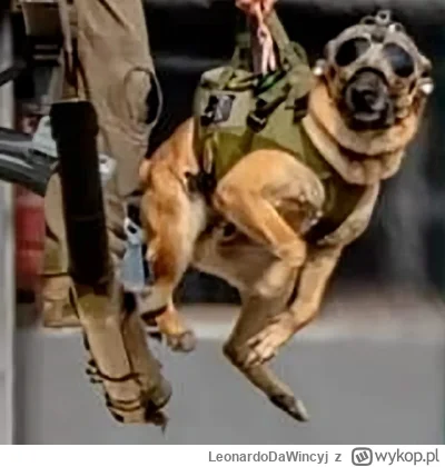 LeonardoDaWincyj - Belgijski pies policyjny
#psy #smiesznypiesek #zwierzaczki #zwierz...