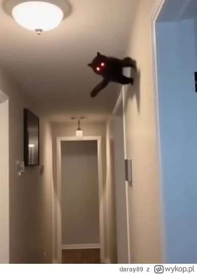 daray89 - #codziennykotopetany #dziwnekotki