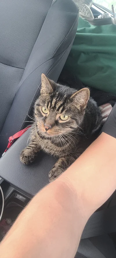 klefonafide - Jadę z ziomkiem na rozkminkę

#koty #pokazkota #smiesznekotki