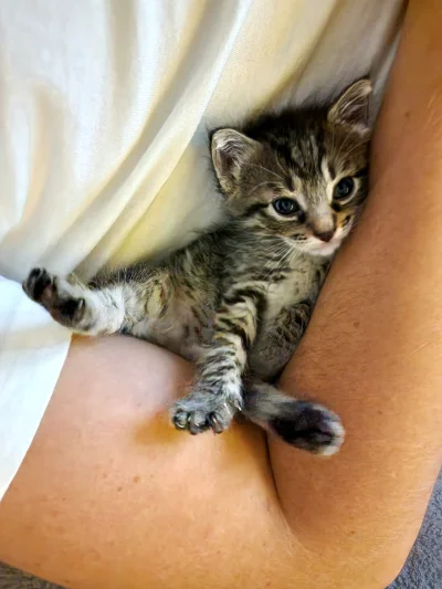 Roniq - Very smoll

#pokazkota #kitku #koty