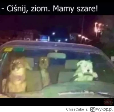 ChissCake - Dajcie jakieś fajne memy z pieskami. Wszędzie tylko kotki...

#psy #piesk...