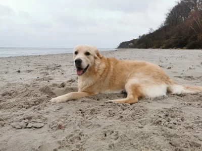 tytanowyy - #psy #goldenretriever #pies #morze

Mmmm spacerek po pustej plaży
