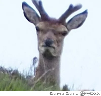 Zebrzysta_Zebra - #mecz
