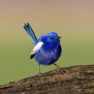 Lifelike - Chwostka białoskrzydła (Malurus leucopterus)
Autor
#photoexplorer #fotogra...