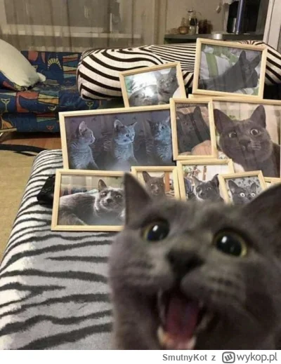SmutnyKot - #dziwnekotki