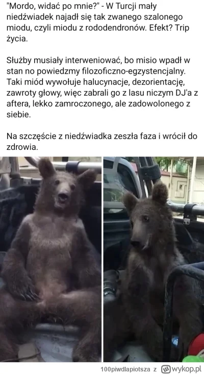 100piwdlapiotsza - #heheszki #humorobrazkowy #Turcja #niedźwiedź