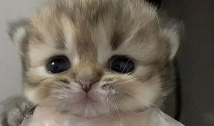 PetalMind - Czy jestem pod wpływem alkoholu i narkotykow? Tak. Czy ma psychiatrę na 1...