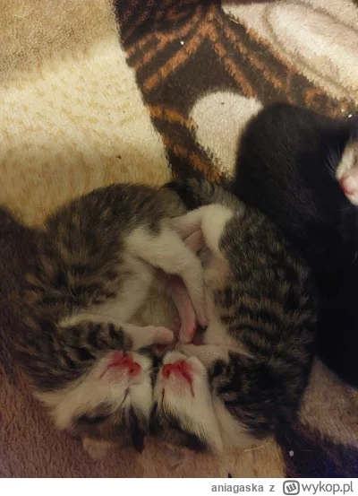 aniagaska - Zobaczcie co mi się urodziło na chacie ( ͡° ͜ʖ ͡°)