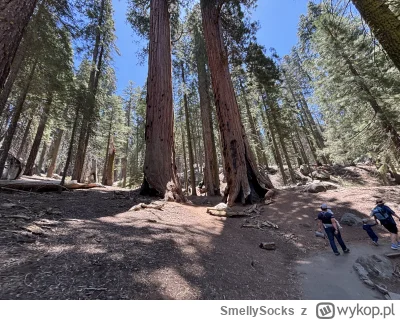 SmellySocks - @R2D2zSosnowca oho, ktoś tu miał wolne. Pozdro z Sequoia Natl Park! 
SP...