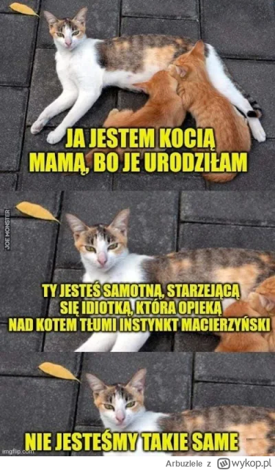 Arbuzlele - #heheszki #humorobrazkowy #koty