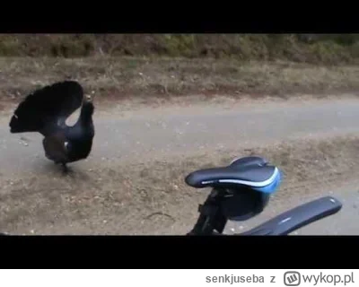 senkjuseba - #smiesznypiesek