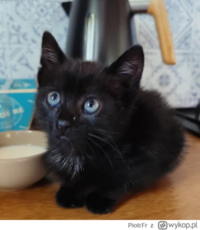 PiotrFr - Weź takiemu odmów 

#koty