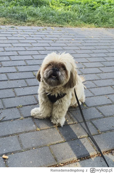 Ramadamadingdong - Od jakiegoś czasu tego portalu nie da się czytać. Rzygam już widzą...