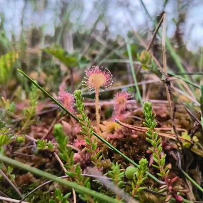 SatanWasa_Babyboomer - #spierdotrip