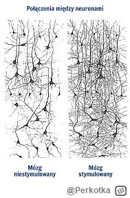 Perkotka - @RafB Uwielbiam ludzi, dla których świat jest taki zero-jedynkowy. Są tacy...