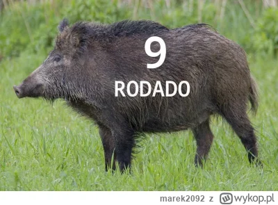 marek2092 - #wislakrakow