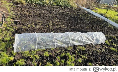 Mtalmouth - Więcej grządek, nowalijki wytrzymają

SPOILER
#ogrodnictwo #rod #warzywa