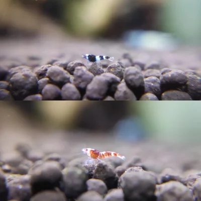 Fishuur - Po dłuższej zimowej przerwie w końcu pojawiły się bobasy u Taiwanów ʕ•ᴥ•ʔ

...