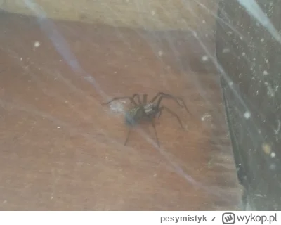 pesymistyk - O skurczysn, nie widziałem jeszcze w Polsce takiego dużego pająka żyjące...