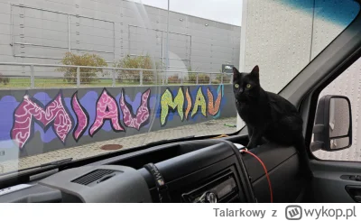 Talarkowy - #pokazkota