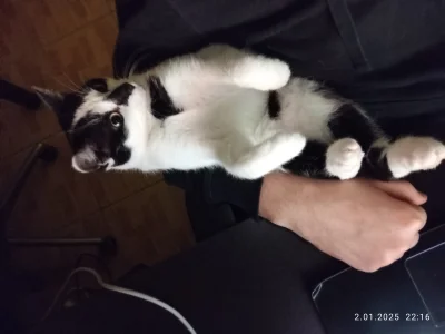 zielona-rzapka - No tak się ułożyła że musze wrzucić #kitku #pokazkota