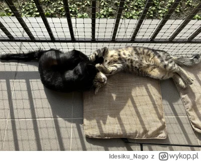 Idesiku_Nago - Jak tam wasza niedziela bo ja to siedzę i oglądam walki kotów live na ...