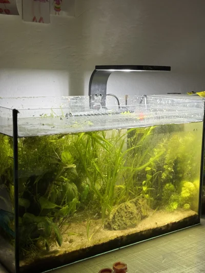 Szaamann - Trochę zaniedbane krewetkarium 🦐