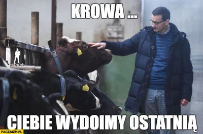 januszzczarnolasu - @kotkameleon: w temacie "krowy"