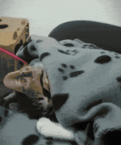 arkadi2020 - Trzy stany emocjonalne:
Zostaw proszę cię!
Zostaw kur*a!
Wypierda**laj d...