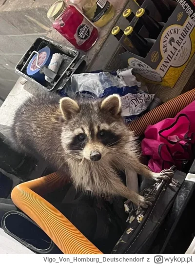 VigoVonHomburg_Deutschendorf - Lekko zakurzony i w pajęczynie, ale jak nowy #szopekna...