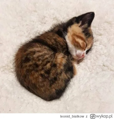 leonid_bialkow - @wfyokyga: cze dla cb