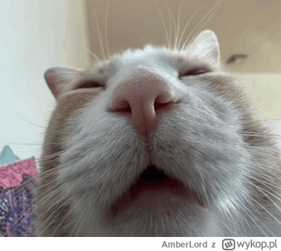 AmberLord - Jeszcze tylko pięć dni