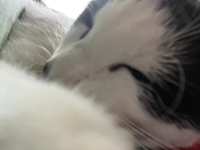 paczelok - Wykopki cicho bo kotek śpi #pokazkota #koty #paczekot