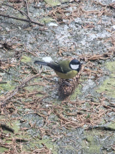 Konrad2114 - Wgl ostatnio został karmnik na choince wywieszony i przyleciało jednego ...