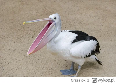Grzesiok - @django555: Łykaj ruskie fejki pelikanie
