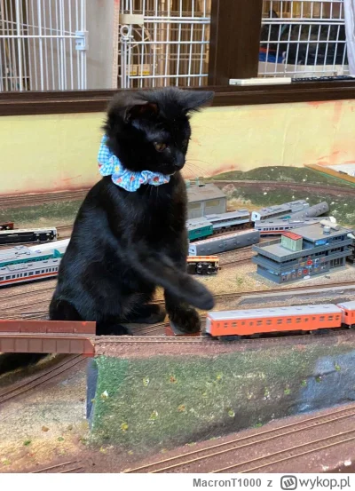 MacronT1000 - #bezczelnekotkiwchodzacenamakietykolejowe #kitku #koty

bileciki do kot...