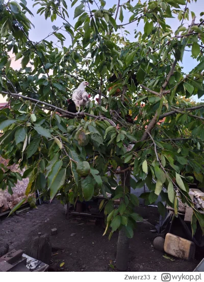 Zwierz33 - Kury siedzą na czereśni xd latem spały na drzewie po środku kurnika a nie ...