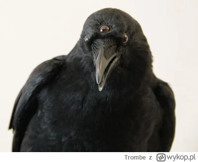 Trombe - #trzecieoko