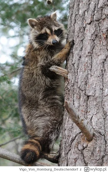 VigoVonHomburg_Deutschendorf - Nie, to nie wiewiórka
#szopeknadzis