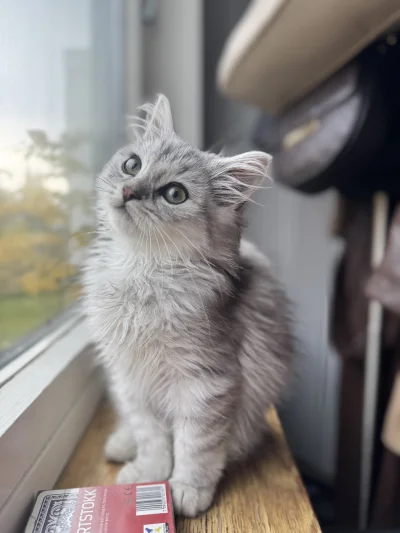 downton - Timona zaczyna interesować co jest za oknem ( ͡° ͜ʖ ͡°) #pokazkota #koty #t...